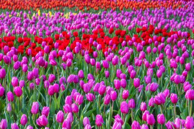 Blooming Tulips Flowers on a green leaf background in the garden.