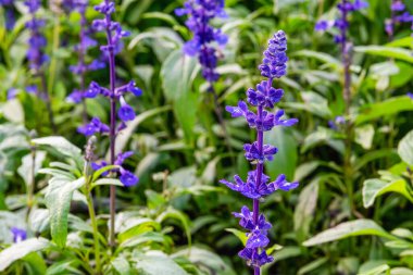 Mavi Salvia çiçekleri Chiang Mai, Tayland 'da bir bahçede çiçek açıyor. Baharda açan mavi çiçek. 