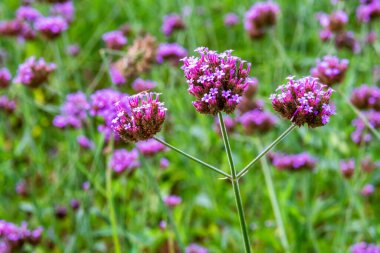 Verbena flowers blossom in the field. The botanical name Verbena Bonariensis is a purple flower with tiny petals.