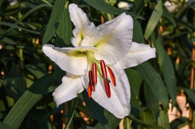 Lily flowers bloom in the garden. Lilium longiflorum flowers on a green leaves background.