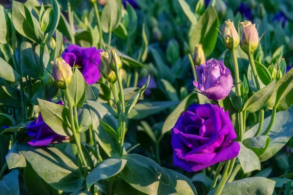 Kvetoucí Lisianthus Květiny Zeleném Listě Pozadí Zahradě — Stock fotografie