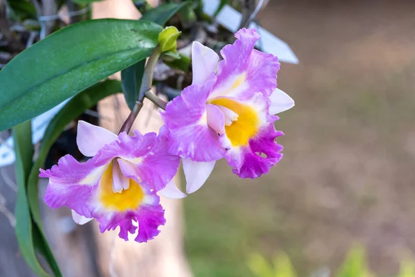 Květiny Cattleya Orchidej Kvetou Zahradě — Stock fotografie
