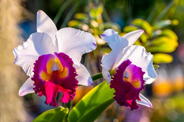 Cattleya Orkidesi Bahçede Çiçek Açar — Stok fotoğraf