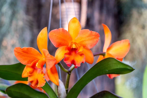 Cattleya Orkidesi Bahçede Çiçek Açar — Stok fotoğraf