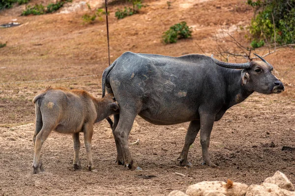 Grupp Vattenbuffel Thailändsk Buffel Landsbygden Södra Thailand Bild Gruppbuffel Stallet — Stockfoto