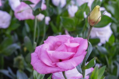 Blooming Lisianthus Flowers on a green leaf background in the garden.