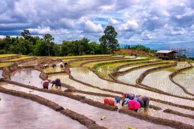 Tayland 'ın kuzeyindeki Ban Pa Bong Piang, Chiang Mai' de pirinç tarlasında pirinç nakli. Çiftçi yağmur mevsiminde pirinç ekiyor