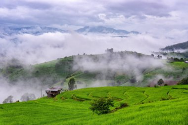 Tayland 'ın Chiang Mai kentindeki Ban Pa Pong Piang' da sabah sisiyle teraslı pirinç tarlalarının manzarası. Teraslı pirinç tarlaları ve arka planda bir dağ sırası..