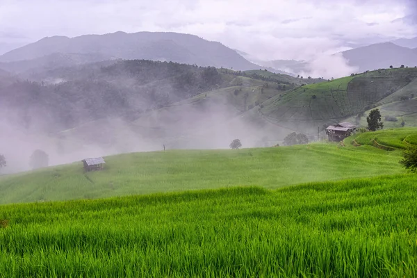 Scenery Terraced Rice Fields Morning Mist Ban Pong Piang Chiang — Stock Photo, Image
