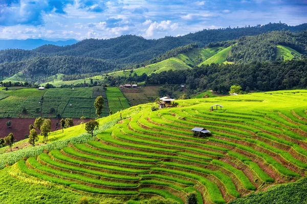 Tayland Chiang Mai Deki Ban Pong Piang Daki Teraslı Pirinç — Stok fotoğraf