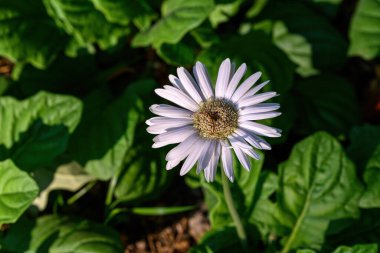 Bahçede açan renkli Gerbera çiçekleri. Gerbera L., Asteraceae familyasından bir bitki cinsidir. Seçici odaklanma. Gerbera çiçekleri, Tayland.