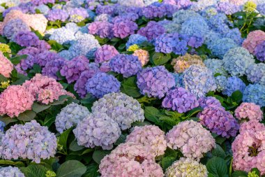 Chiang Mai, Tayland 'daki bahçede çiçek açan ortancalar..