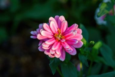 Garden 'da yetişen pembe bir Zinnia çiçeğinin yakın çekimi. Zinnia çiçekleri ve yeşil yapraklar arka plan, doğal ışık