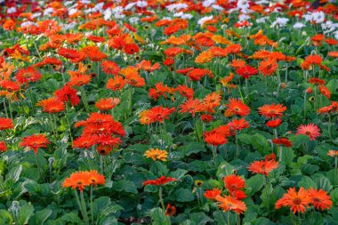 Bahçede açan renkli Gerbera çiçekleri. Gerbera L., Asteraceae familyasından bir bitki cinsidir. Seçici odaklanma. Gerbera çiçekleri, Tayland.