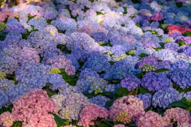 Chiang Mai, Tayland 'daki bahçede çiçek açan ortancalar..