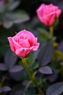 Tayland 'da, bahçede açan pembe güllü güzel çiçekler. Sprey Güllerin Çiçeklerinin Kapanışı.