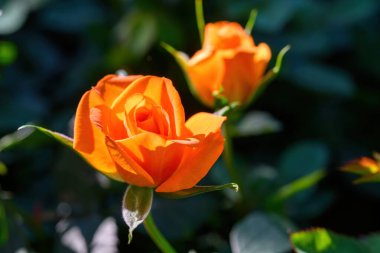 Tayland 'da, bahçede açan portakal rengi güllü güzel çiçekler. Sprey Güllerin Çiçeklerinin Kapanışı