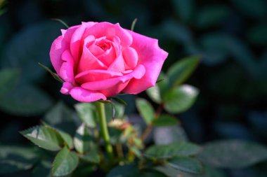 Tayland 'da, bahçede açan pembe güllü güzel çiçekler. Sprey Güllerin Çiçeklerinin Kapanışı.