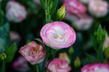 Bahçede yeşil yapraklı çiçek açan Lisianthus çiçekleri. Lisianthus Çiçeklerinin Kapanışı