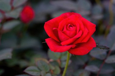 Tayland 'da bahçede açan Rad Spray Rose Lovely çiçekleri. Sprey Güllerin Çiçeklerinin Kapanışı.