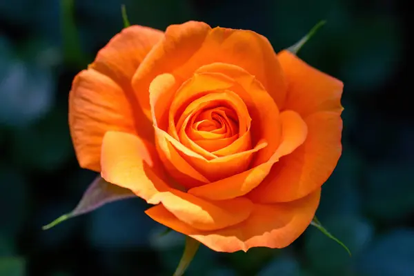 Orange Spray Rose Flores Preciosas Que Florecen Jardín Tailandia Primer Imágenes de stock libres de derechos