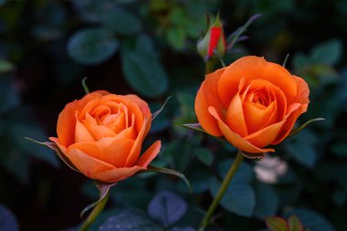 Tayland 'da, bahçede açan portakal rengi güllü güzel çiçekler. Sprey Güllerin Çiçeklerinin Kapanışı