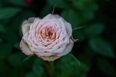 Tayland 'da, bahçede açan Gül Çiçeği Spreyi. Sprey Güllerin Çiçeklerinin Kapanışı