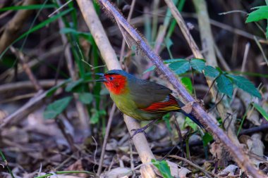 Kırmızı yüzlü Liocichla-Liocichla ripponi, Leiothrichidae familyasından bir kuş türü. Tayland 'ın kuzeyinde çekildi..