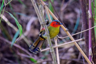 Kırmızı yüzlü Liocichla-Liocichla ripponi, Leiothrichidae familyasından bir kuş türü. Tayland 'ın kuzeyinde çekildi..