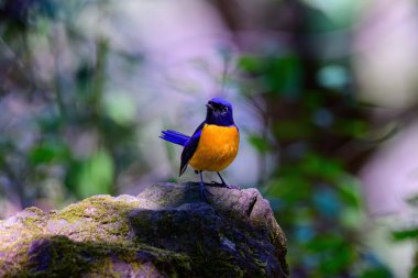 Rufous-Beled Niltava erkeği tropikal ormanda yaşar. Tayland 'ın kuzeyinde çekildi..  