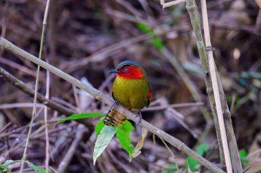 Kırmızı yüzlü Liocichla-Liocichla ripponi, Leiothrichidae familyasından bir kuş türü. Tayland 'ın kuzeyinde çekildi..