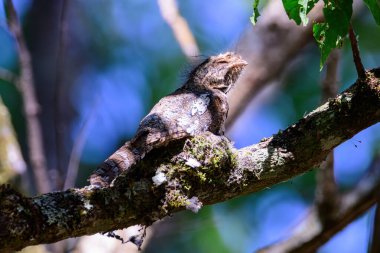 Hodgson 'ın Frogmouth Kuşu ya da Batrachostomus hodgsoni ağaçtaki yuvada yavrularını kuluçkaya yatırır. Tayland 'ın kuzeyinde çekildi. Kuşlar doğada yaşar.