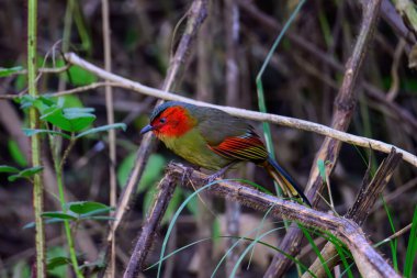 Kırmızı yüzlü Liocichla-Liocichla ripponi, Leiothrichidae familyasından bir kuş türü. Tayland 'ın kuzeyinde çekildi..