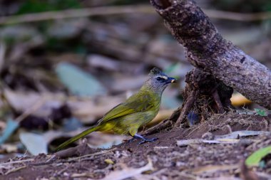 Pycnonotus flavescens, Pycnonotidae familyasından bir kuş türü. Kuşlar tropikal ormanda yaşar. Tayland 'ın kuzeyinde çekildi..