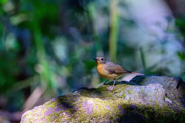 stock image Female of Rufous-bellied Niltava live in tropical forest. taken in the North of Thailand.   