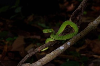 Sumatran Yeşil Çukur Viper, Tayland yağmur ormanlarında ağaç dalında, bilimsel adı Trimeresurus barati (eskiden Popeia barati olarak bilinirdi.)