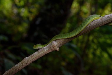Sumatran Yeşil Çukur Viper, Tayland yağmur ormanlarında ağaç dalında, bilimsel adı Trimeresurus barati (eskiden Popeia barati olarak bilinirdi.)