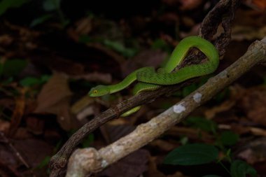 Sumatran Yeşil Çukur Viper, Tayland yağmur ormanlarında ağaç dalında, bilimsel adı Trimeresurus barati (eskiden Popeia barati olarak bilinirdi.)