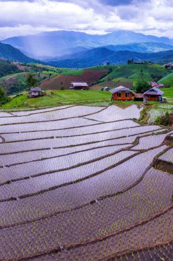 Rice Terrace Pa Bong Piang köyü Chiang Mai, Tayland 'a pirinç ekmeye başladı. Tayland 'ın ünlü güzel pirinç terasları.