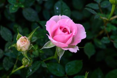 Bahçede yapraklarında su damlacıkları olan pembe bir gül açar. Güllerin Çiçeklerinin Kapanışı.