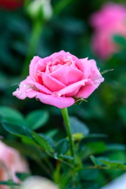 Bahçede yapraklarında su damlacıkları olan pembe bir gül açar. Güllerin Çiçeklerinin Kapanışı.