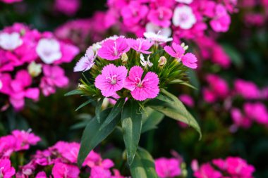 Tayland 'da bahçede açan 