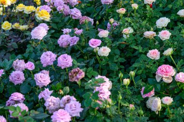 Bahçede yapraklarında su damlacıkları olan bir gül açar. Güllerin Çiçeklerinin Kapanışı.