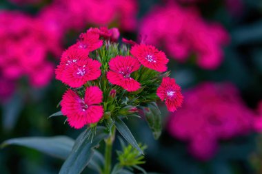 Tayland 'da bahçede açan 