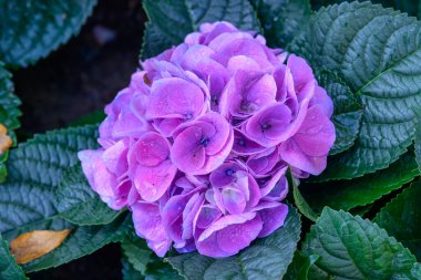 Chiang Mai, Tayland 'daki bahçede çiçek açan ortancalar. Ortanca çiçeği çalısı