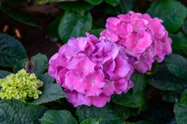 Chiang Mai, Tayland 'daki bahçede çiçek açan ortancalar. Ortanca çiçeği çalısı