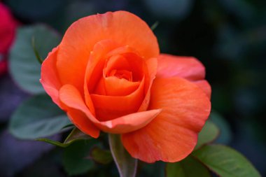 Tayland 'da, bahçede açan portakal rengi gül çiçekleri. Turuncu Gül Çiçeklerinin Kapanışı