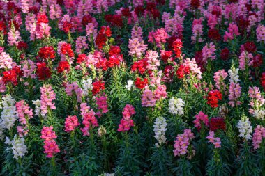 Antirrhinum majus ejder çiçeği diğer adıyla Snap Dragons ve Tagetes patula (Fransız kadife çiçekleri) bahçede çiçek açıyor..