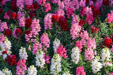Antirrhinum majus ejder çiçeği diğer adıyla Snap Dragons ve Tagetes patula (Fransız kadife çiçekleri) bahçede çiçek açıyor..