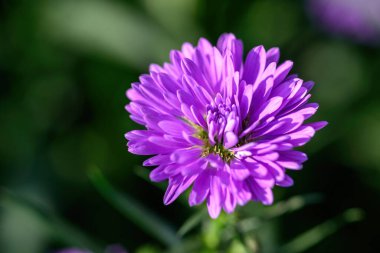 Bahçede güzel çiçek açan mor Aster çiçeği. Parlak mor astar çiçekleri.